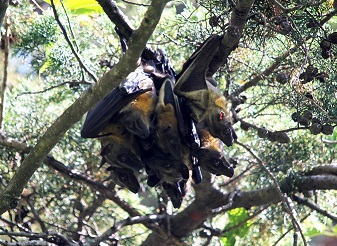 Straw Coloured Fruit Bats in Kenya